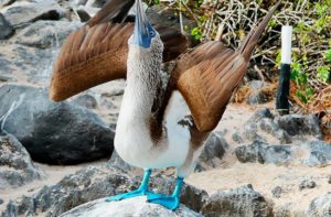 blue foot booby Animals of the Galapagos Islands