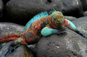 Iguane of the Galapagos Islands
