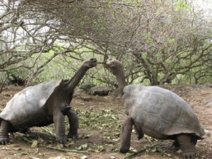 giant tortoise animals of galapagos islands